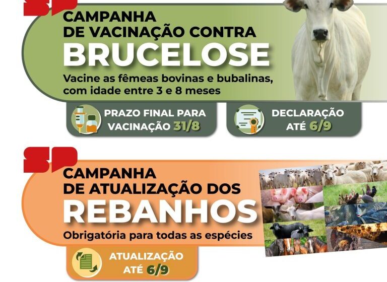 SP prorroga vacinação contra brucelose e altera prazo para atualização de rebanhos