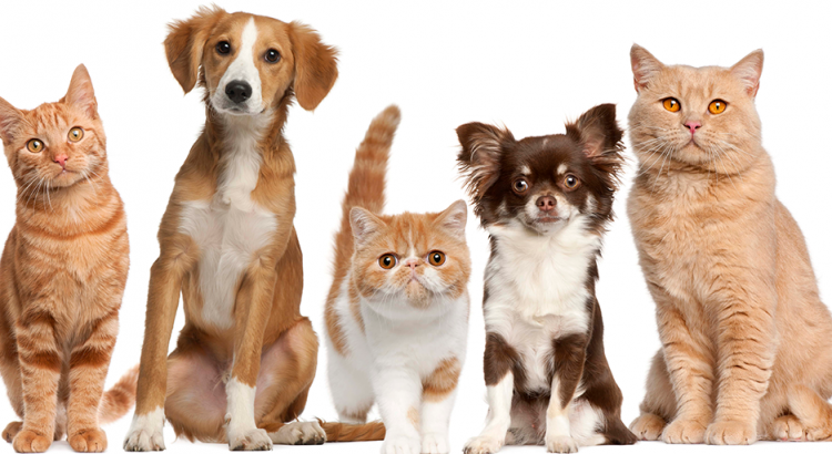 Governo de SP sanciona lei para garantir bem-estar de cães e gatos no estado