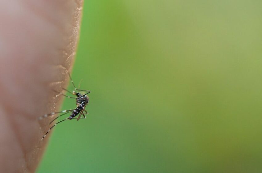  Aedes aegypti: chegada do mosquito a novas regiões e circulação de sorotipos 3 e 4 mantêm cuidado, comunica Butantan
