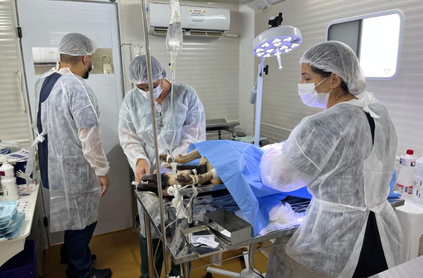  Castramóvel realiza mais uma ação eficiente e castra quase 300 animais na Vila Mariana