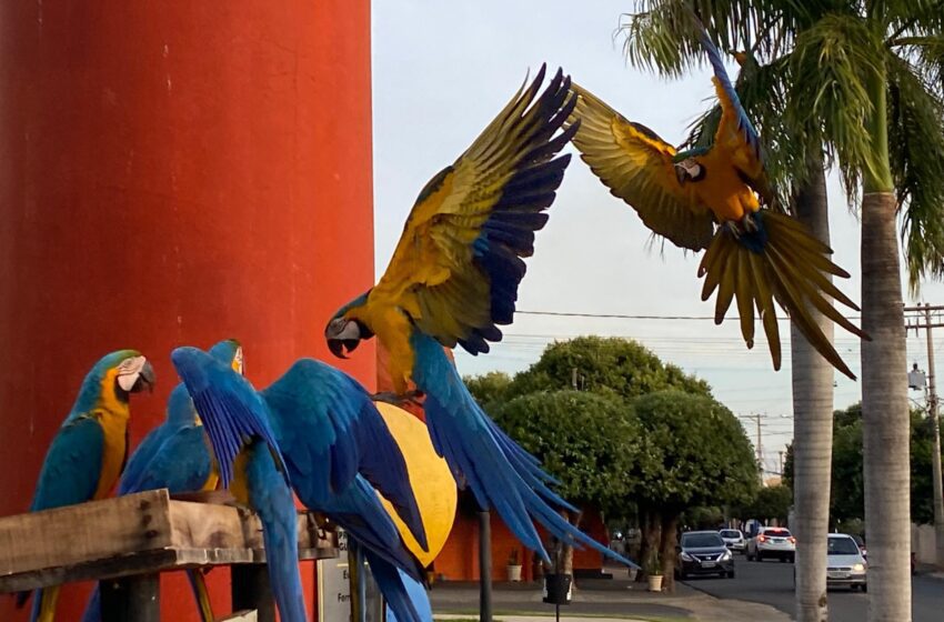  Lei de proteção às araras é sancionada em Santa Fé do Sul e reforça preservação ambiental