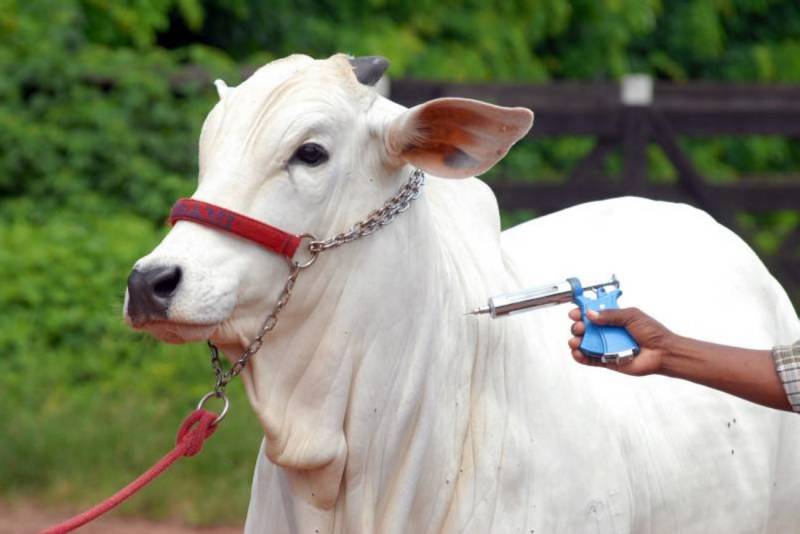  Produtores de Santa Fé do Sul recebem alerta sobre manejo sanitário preventivo
