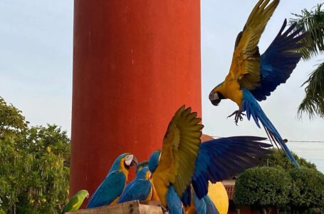 Prefeito Evandro Mura sanciona lei que protege araras-canindé em Santa Fé do Sul