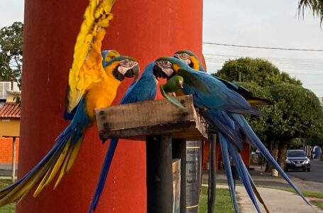 Projeto de lei propõe reconhecer Santa Fé do Sul como a “Capital das Araras”