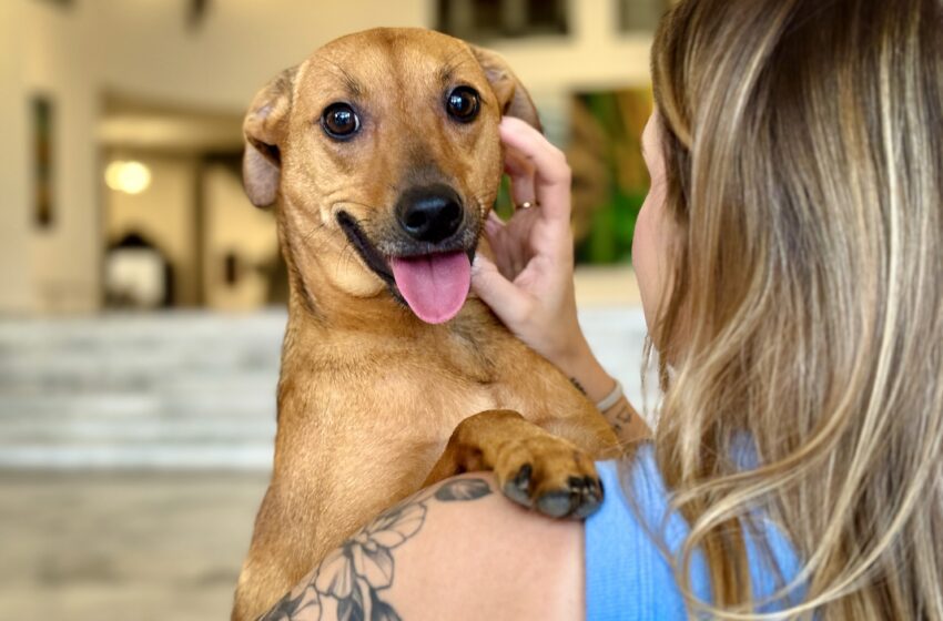  SP autoriza sepultamento de cães e gatos em jazigos familiares após sanção do governo