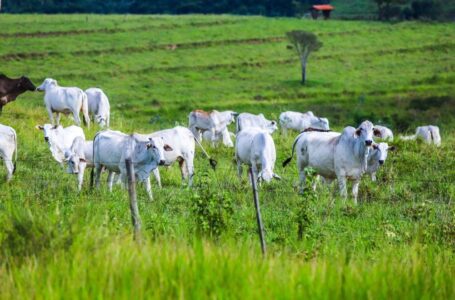 Campanha de atualização dos rebanhos inicia em 11 de maio; veja o que fazer