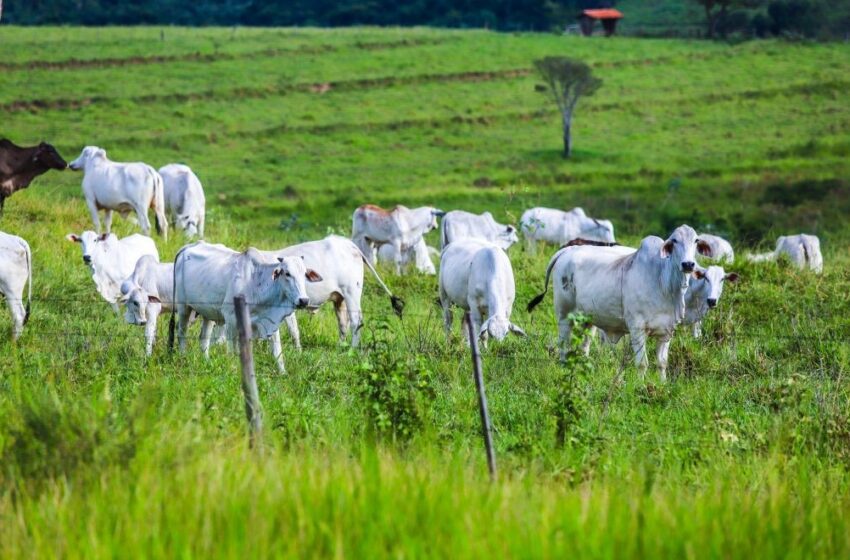  Campanha de atualização dos rebanhos inicia em 11 de maio; veja o que fazer